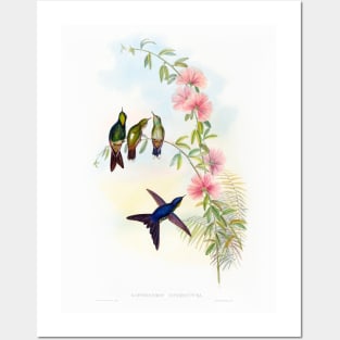 Small-billed Thornbill Posters and Art